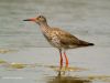 Common Redshank by Hans Gerlich