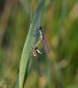 Damselflies by Hans Gerlich