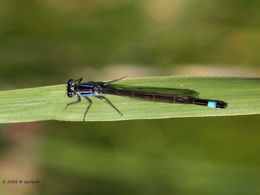 Damselfly