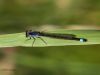 Damselfly by Hans Gerlich