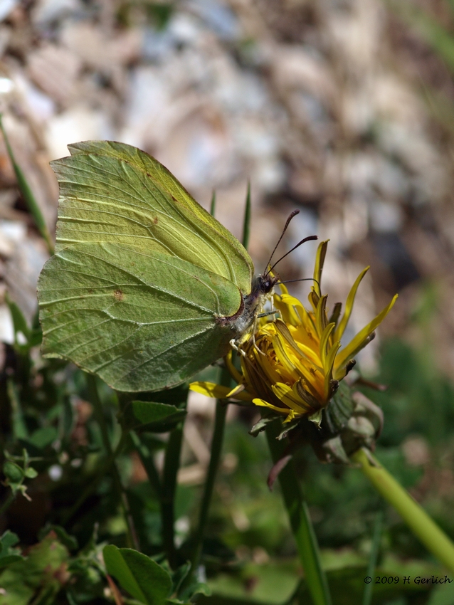 Brimstone Butterfly