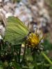 Brimstone Butterfly by Hans Gerlich