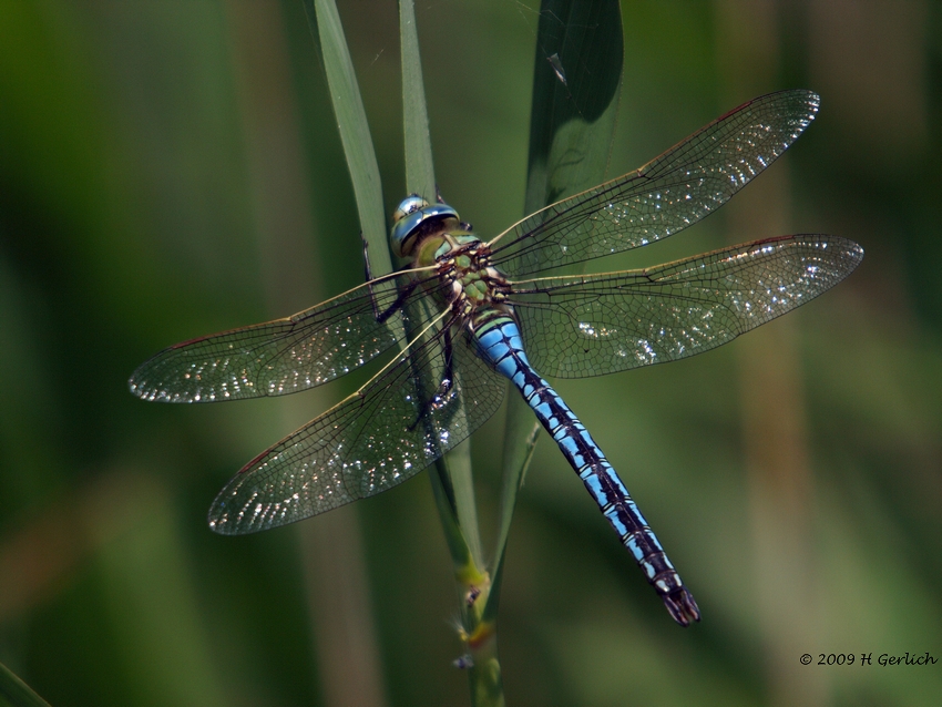 Anax Imperator ♂