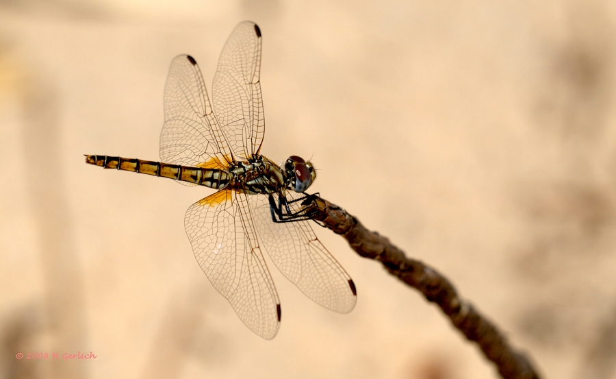 Dragonfly (2)