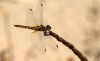 Dragonfly (2)