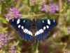 Southern White Admiral by Hans Gerlich