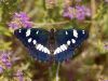 Southern White Admiral
