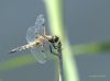 Dragonfly (1) by Hans Gerlich