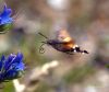 Hummingbird Hawkmoth likes Echium by Hans Gerlich