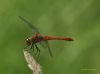 Dragonfly by Hans Gerlich