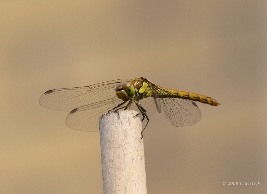 Dragonfly (4)