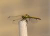 Dragonfly (4)