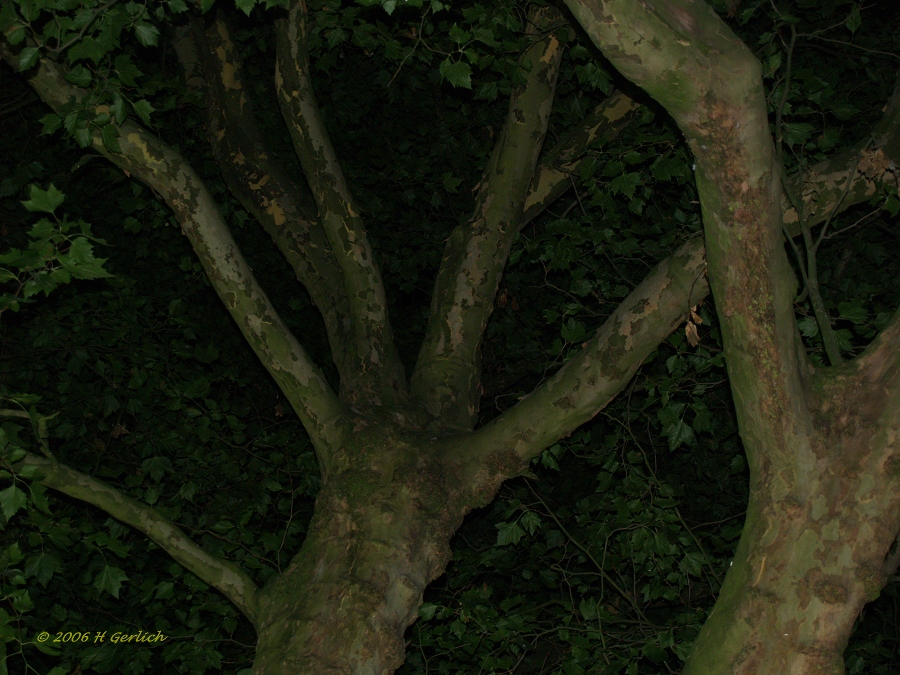 Summer In The City - tree at night