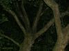 Summer In The City - tree at night by Hans Gerlich