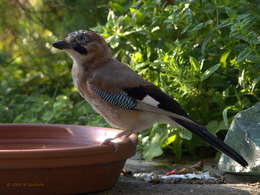 Eurasian Jay