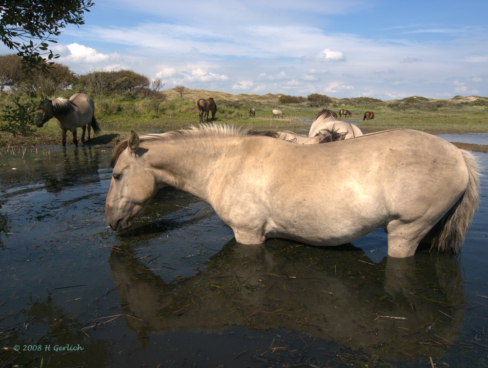 Eguus caballus
