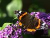 Old Red Admiral by Hans Gerlich