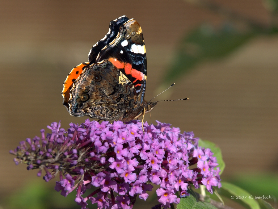 Young Red Admiral