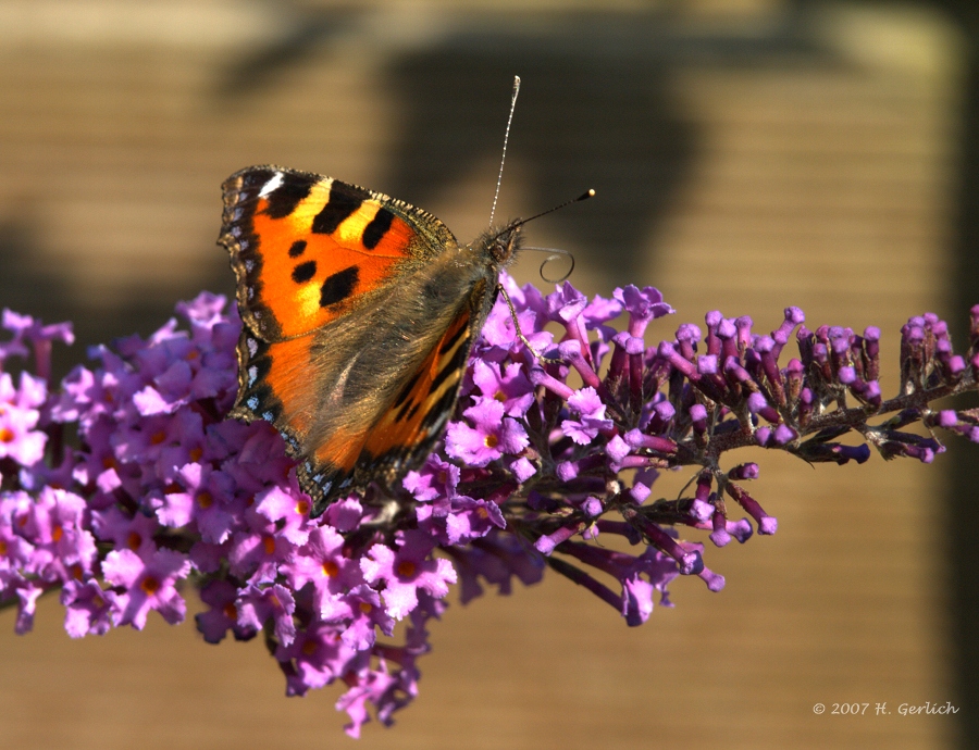 Small Tortoiseshell