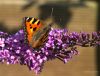 Small Tortoiseshell by Hans Gerlich