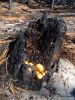 6 Weeks After The Big Fire