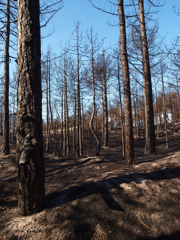 6 Weeks After The Big Fire (2)