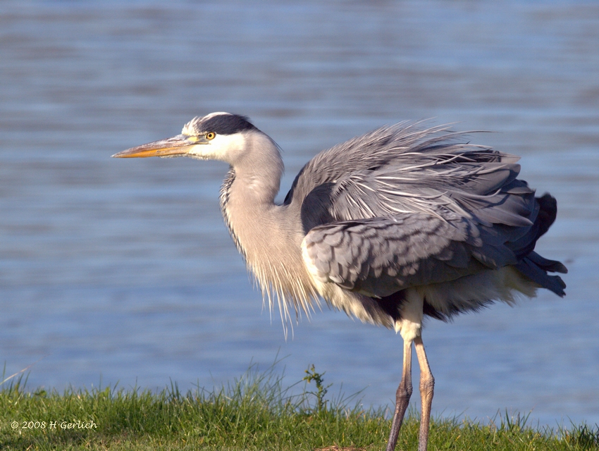 Blue Heron (2)