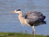 Blue Heron (2) by Hans Gerlich