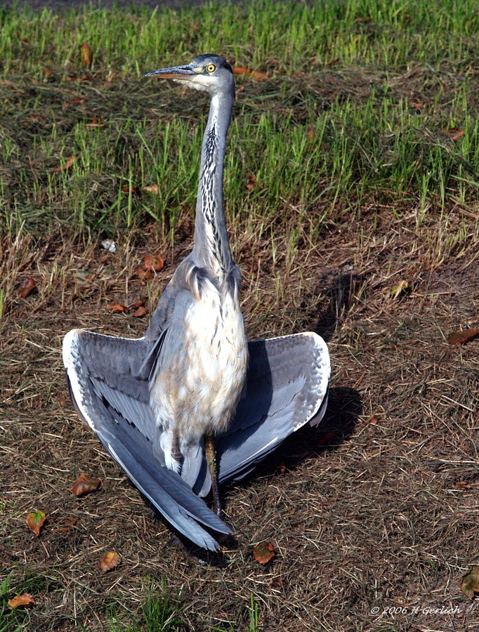 Blue Heron 5