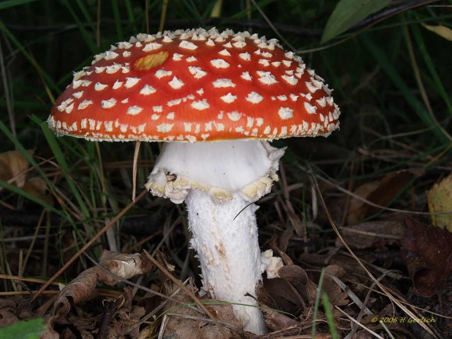 Red Fly Agaric