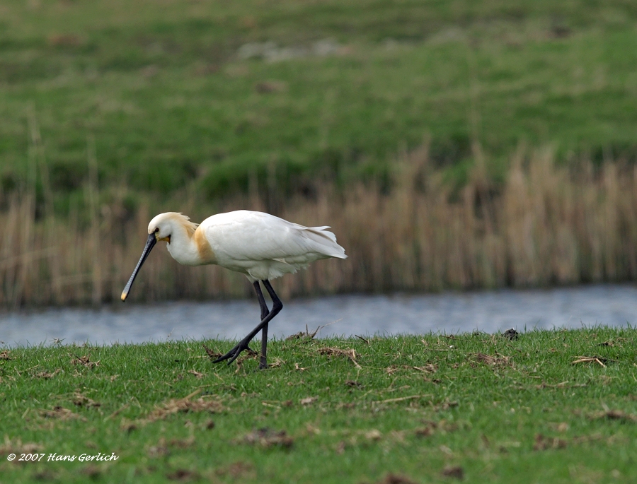 Spoonbill