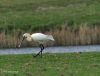 Spoonbill by Hans Gerlich