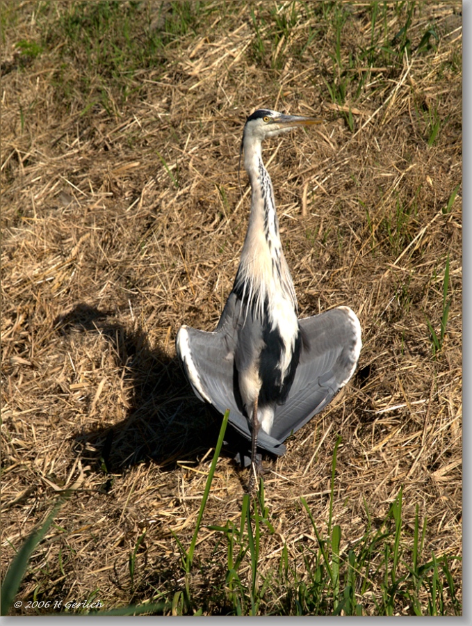 Sunny Grey Heron