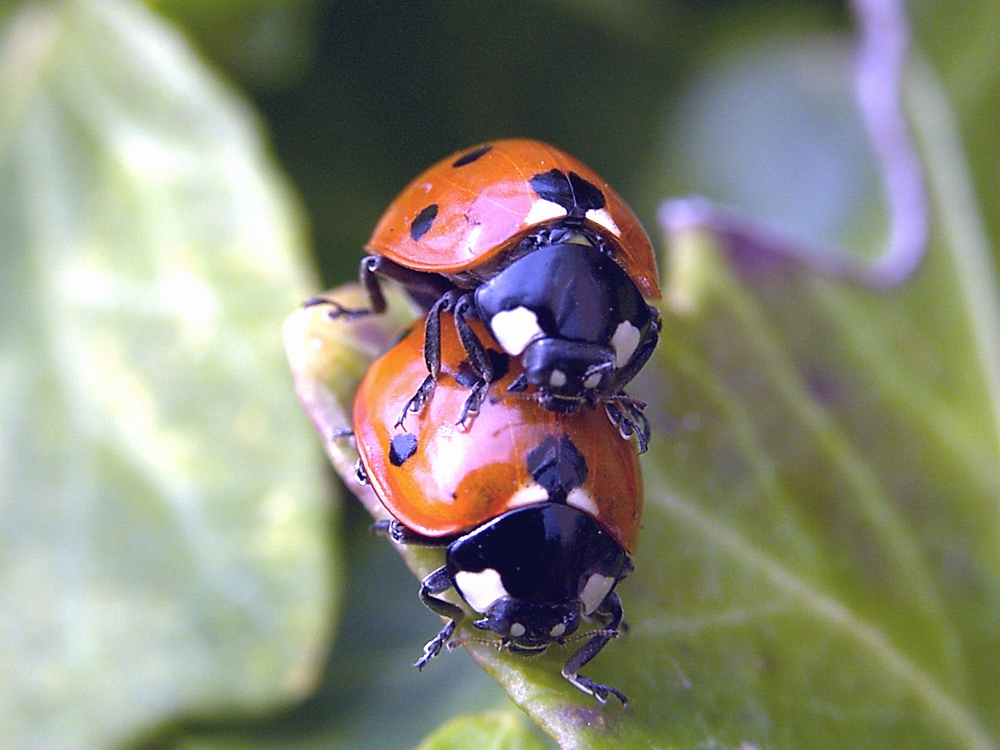 lucky ladybugs
