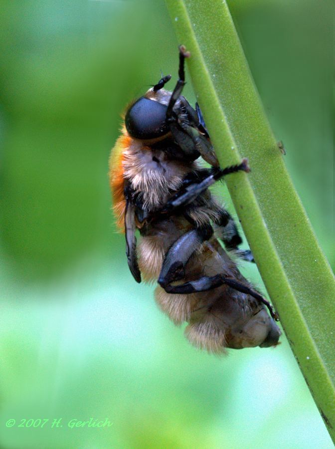 Short Wings - Just Born Bumbelbee