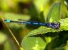 Coenagrion by Hans Gerlich