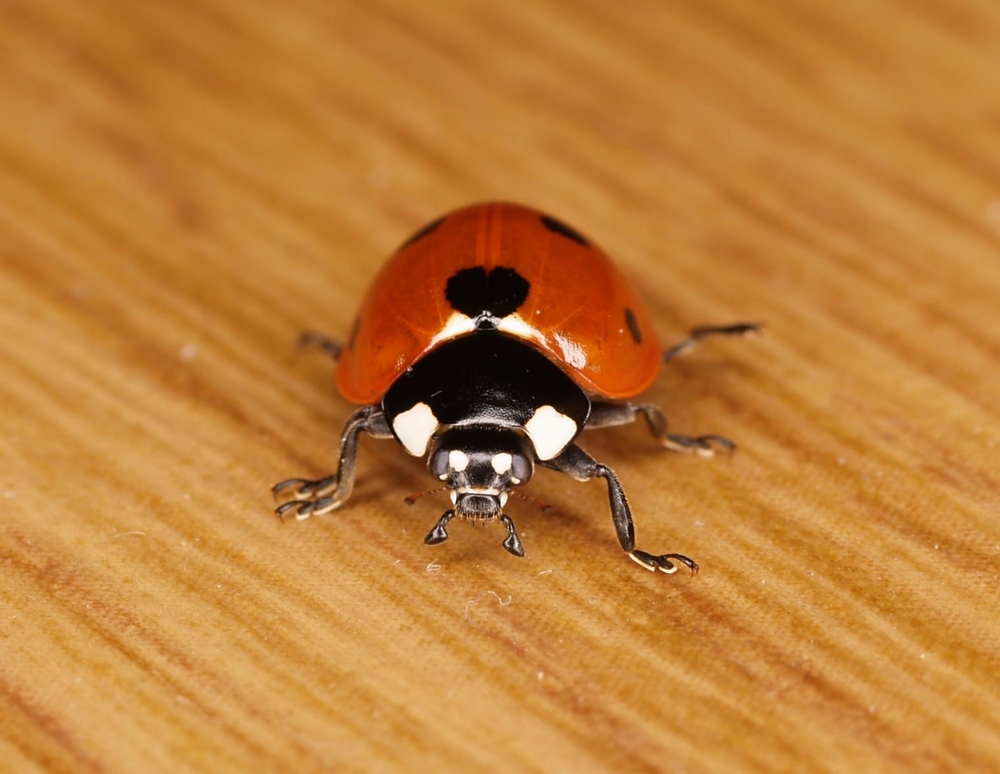 portrait ladybug