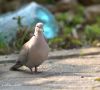 Collared Dove by Hans Gerlich