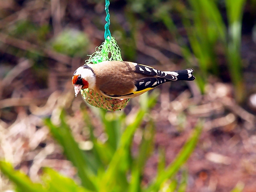 goldfinch