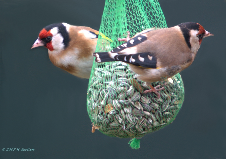 Goldfinch (2)