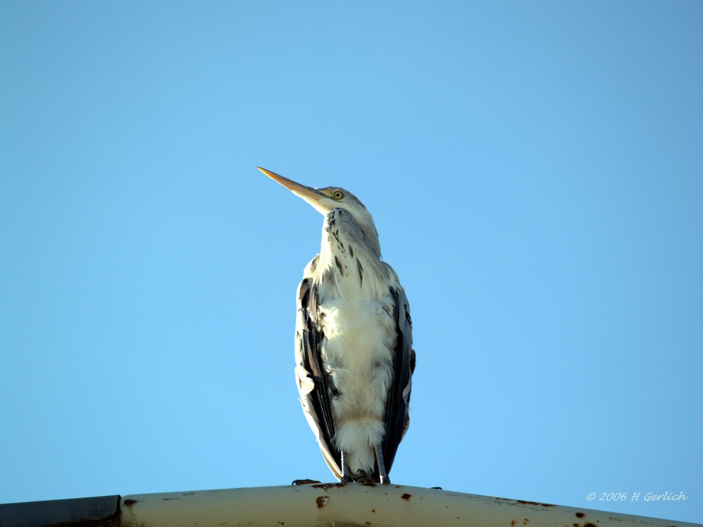 blue heron 4