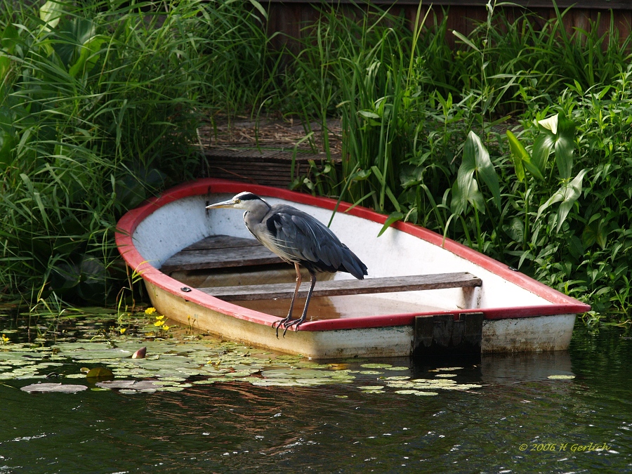 Blue Heron 1