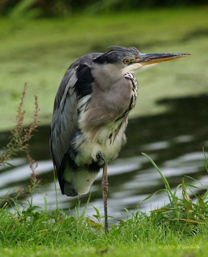 Blue Heron 3