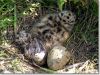 just born - the next day by Hans Gerlich