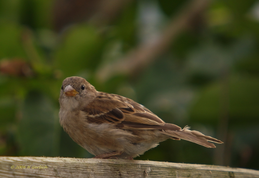 Sparrow