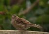 Sparrow by Hans Gerlich