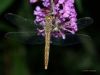 Nightly Dragon Fly I
