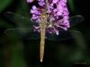 Nightly Dragon Fly I by Hans Gerlich