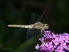 Nightly Dragon Fly II by Hans Gerlich