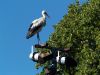 White Stork by Hans Gerlich